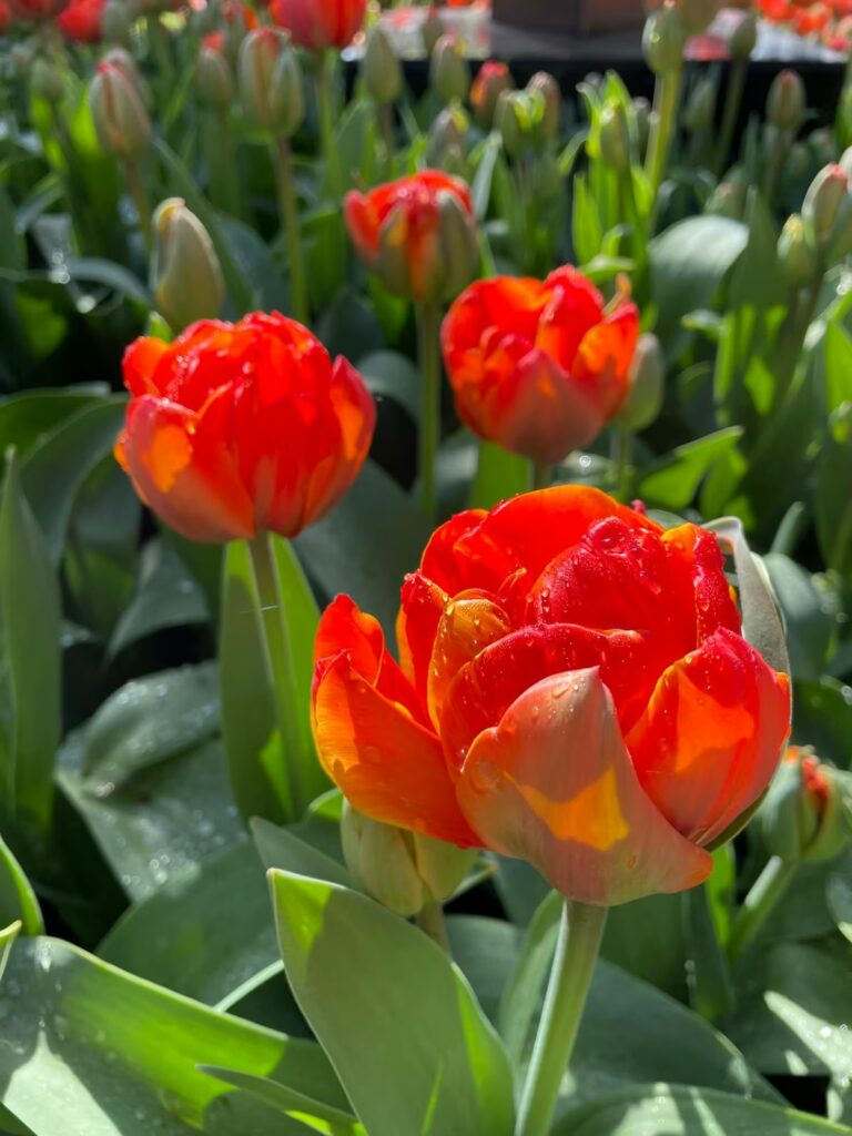 holandia-tulipany-keukenhof