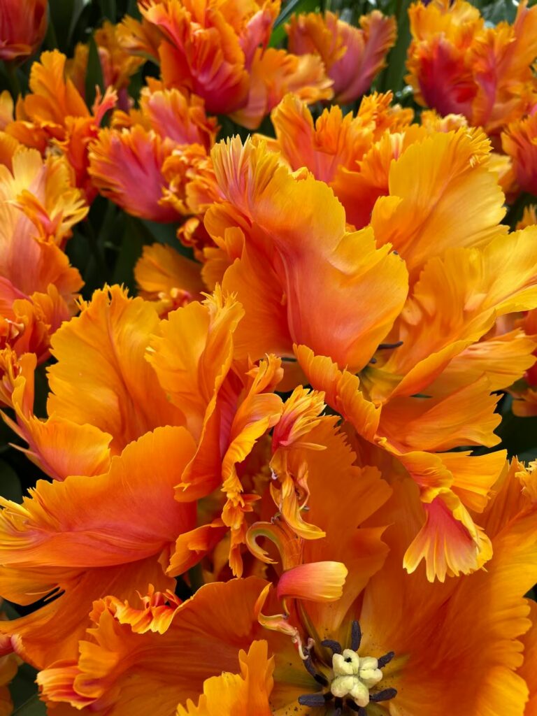 holandia-tulipany-keukenhof