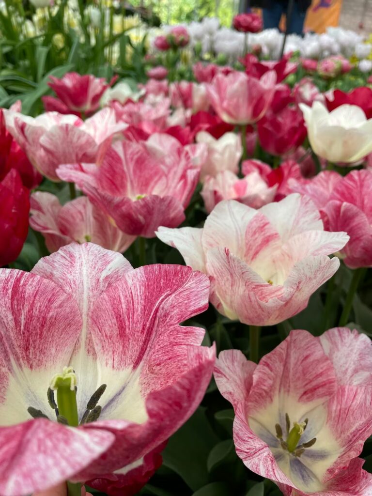 holandia-tulipany-keukenhof