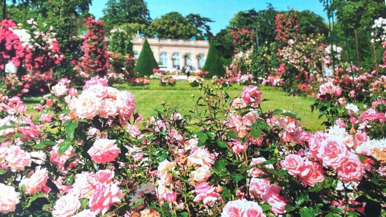 rozany-paryz-ogrodowe-podroze-czerwiec-2025