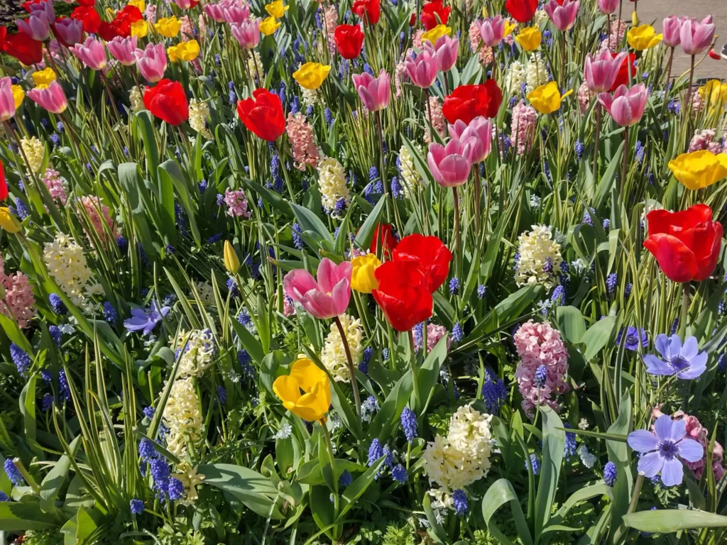 tulipany-keukenhof