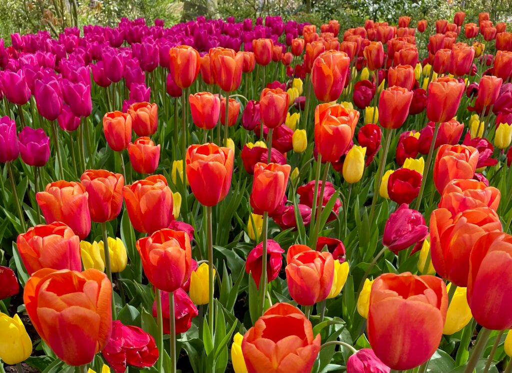 holandia-keukenhof-tulipany