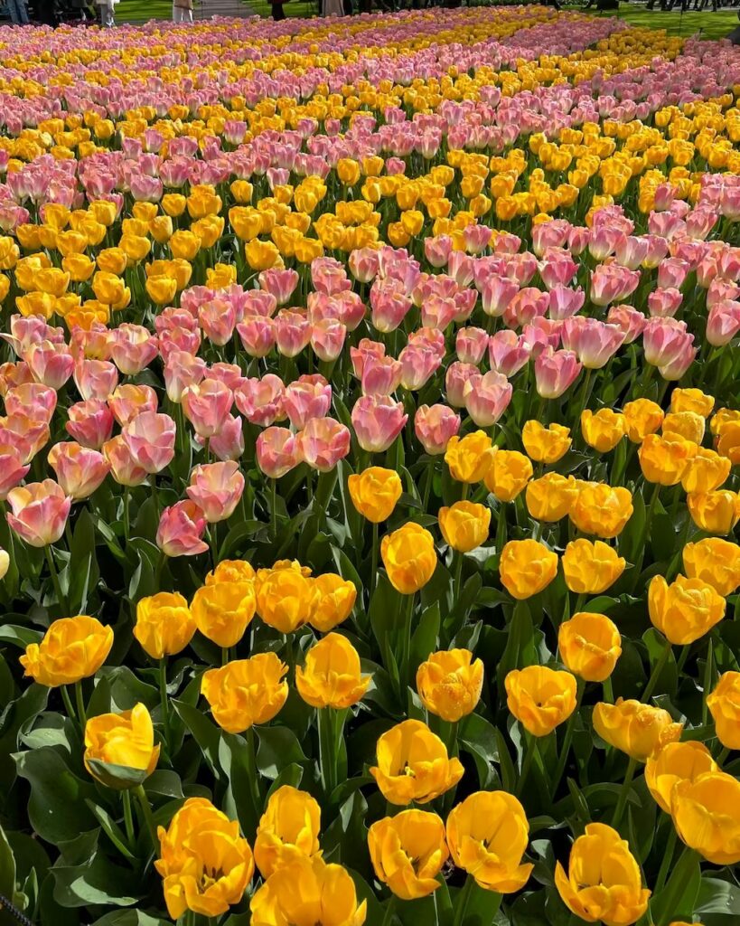 holandia-tulipany-keukenhof