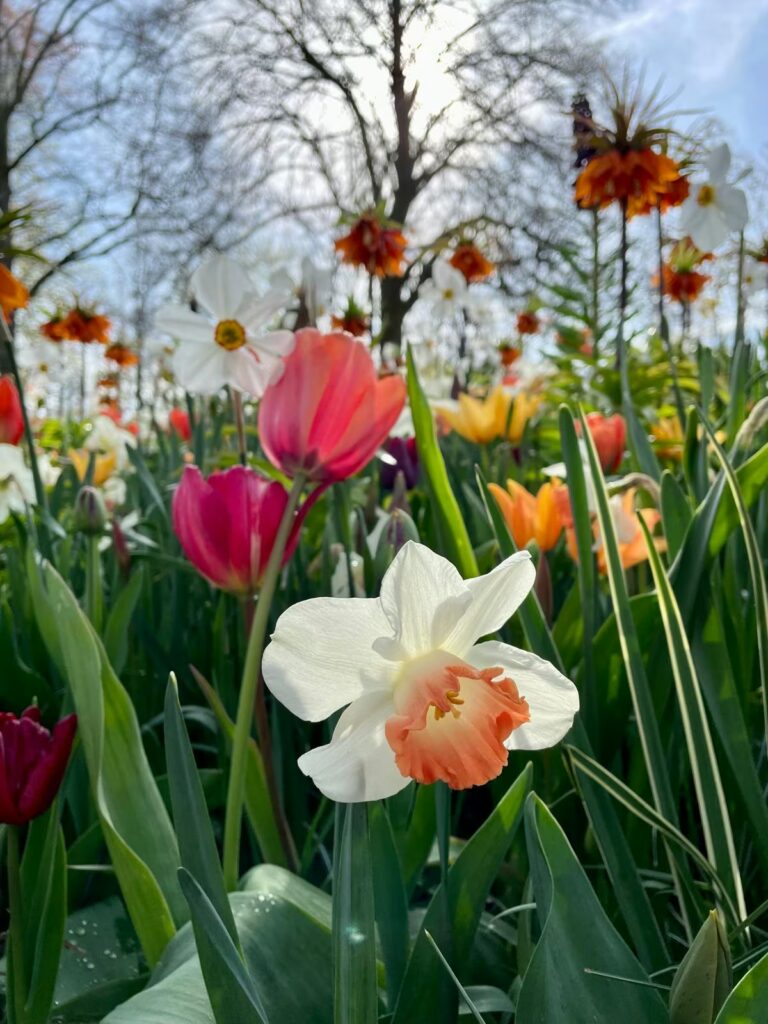 holandia-zonkil-keukenhof