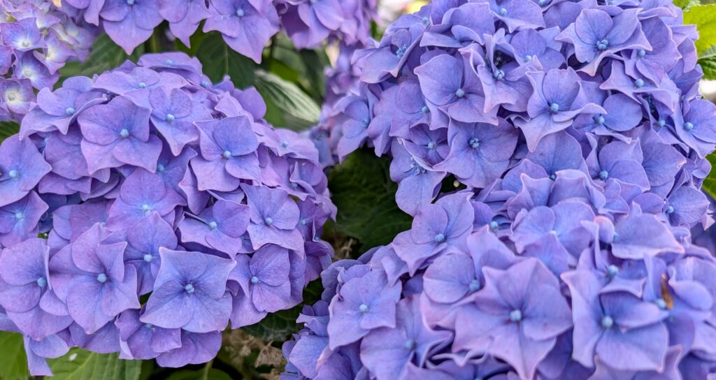 bretania-ogrody-hortensje
