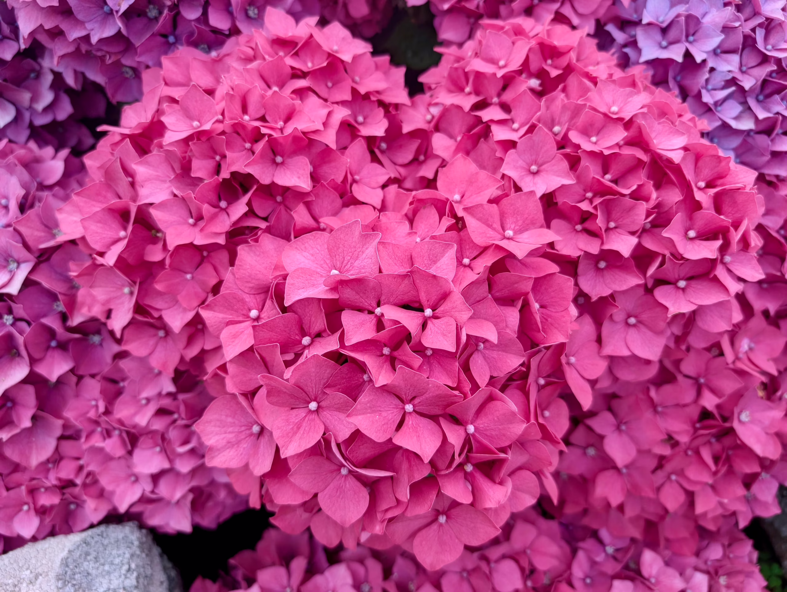 bretania-ogrody-hortensje