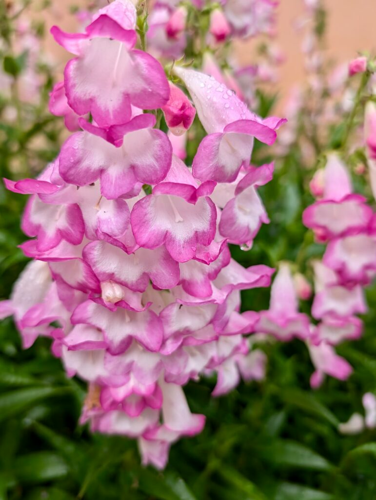 bretania-ogrody-hortensje