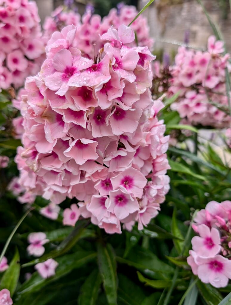 bretania-ogrody-hortensje