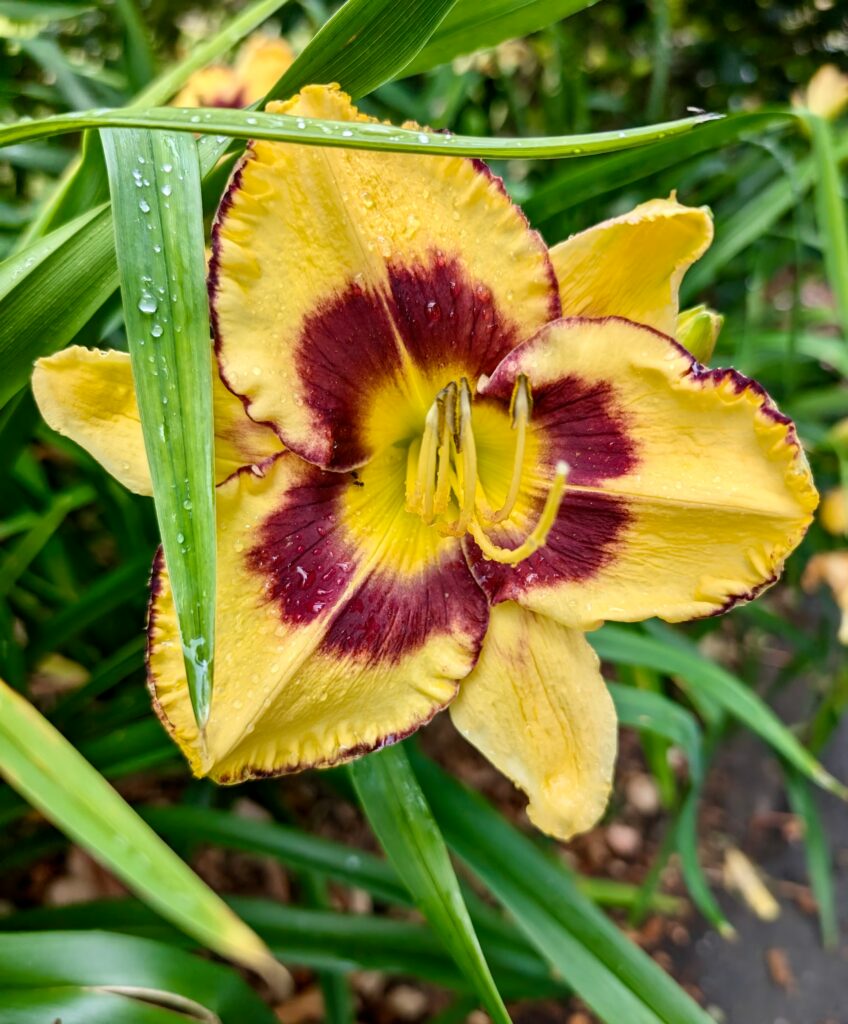 bretania-ogrody-hortensje