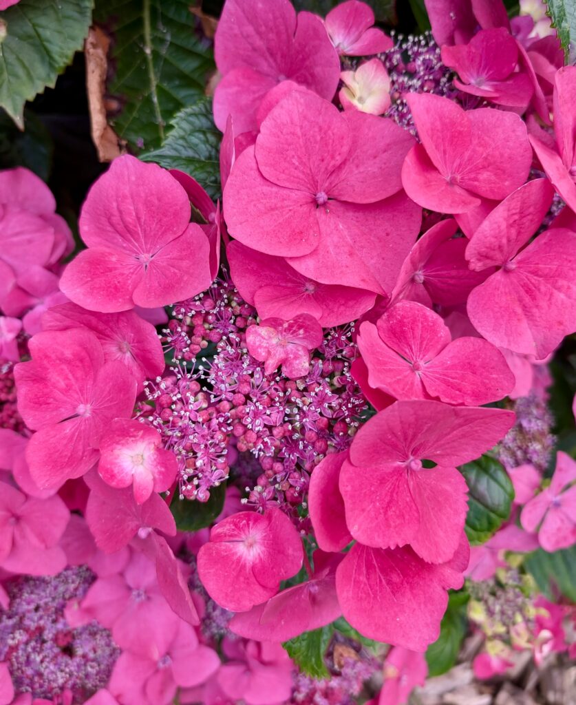 bretania-ogrody-hortensje