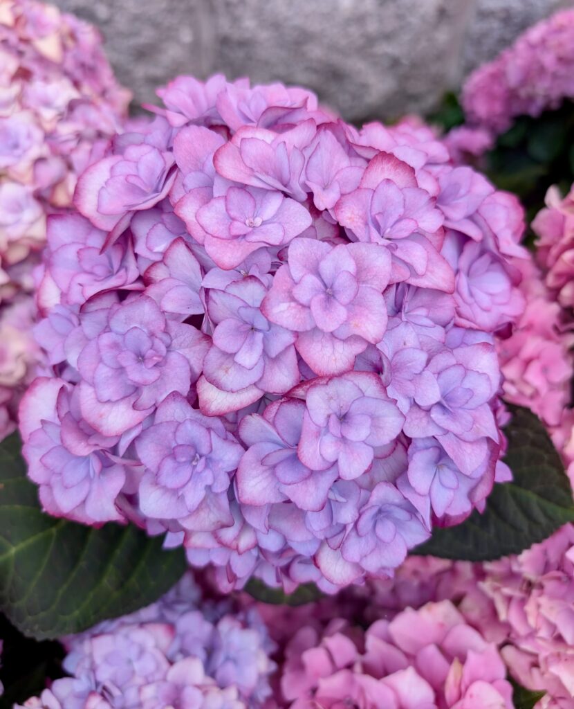 bretania-ogrody-hortensje