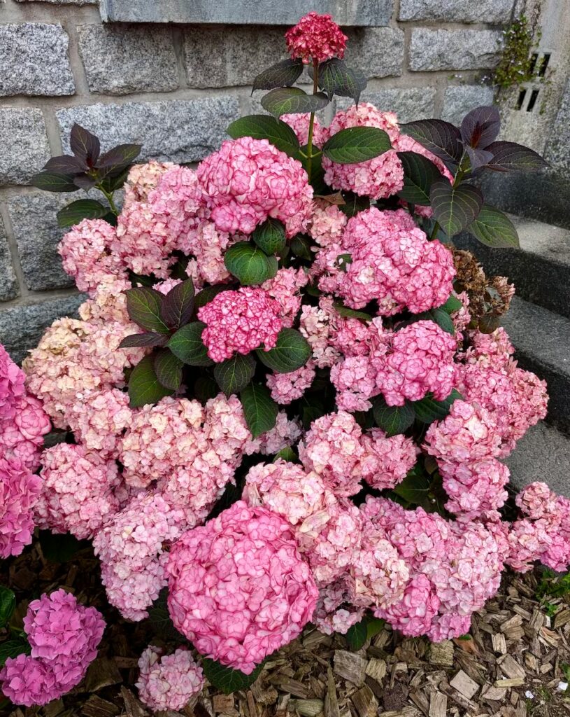 bretania-ogrody-hortensje