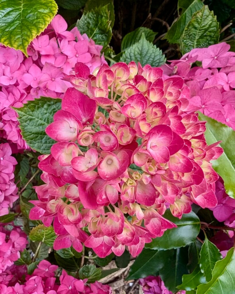 bretania-ogrody-hortensje