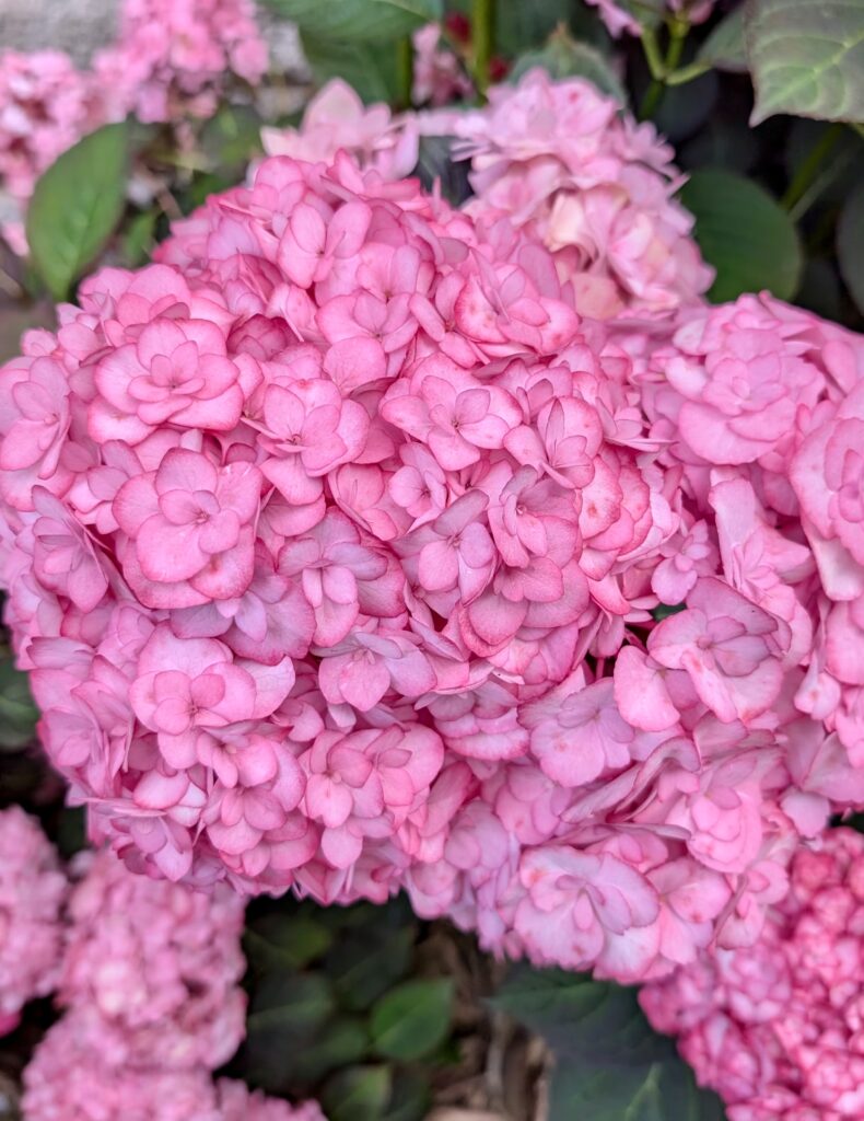 bretania-ogrody-hortensje