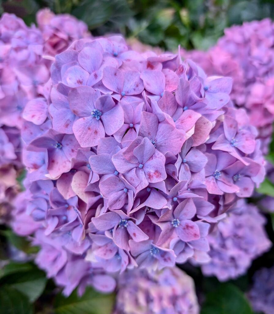 bretania-ogrody-hortensje