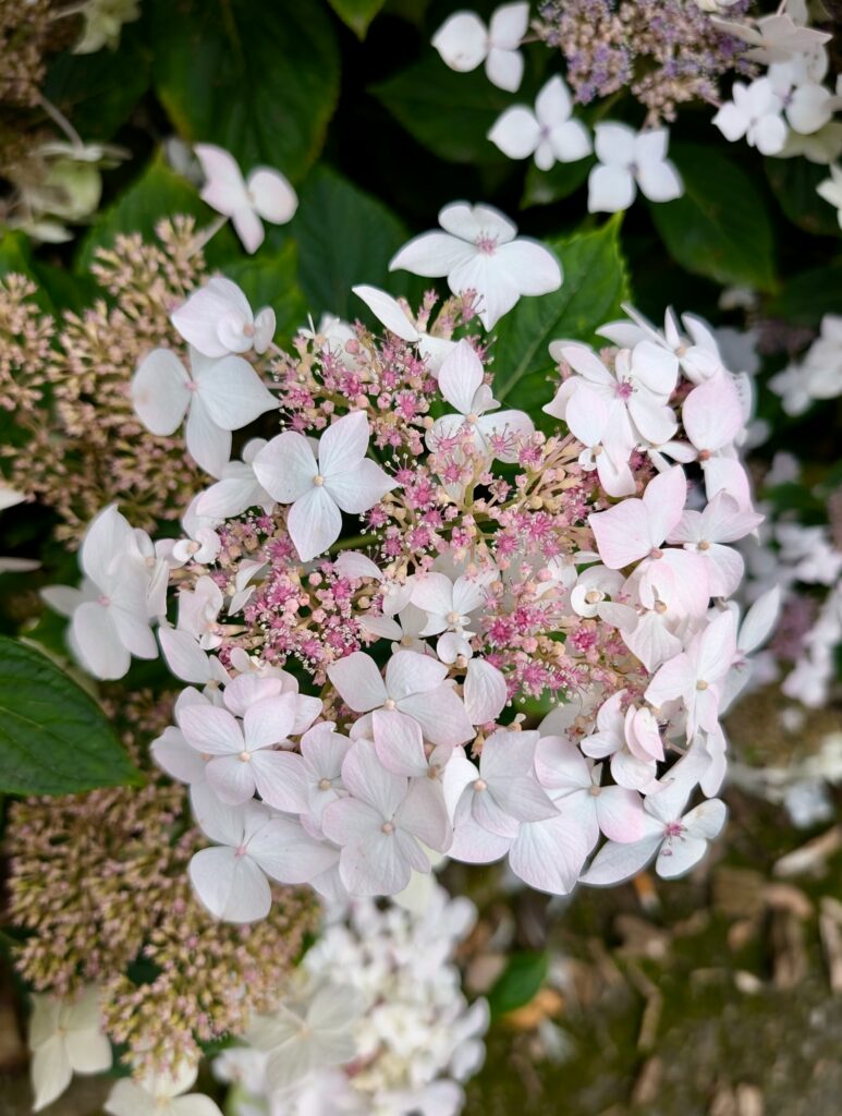 bretania-ogrody-hortensje