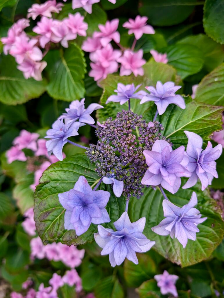 bretania-ogrody-hortensje