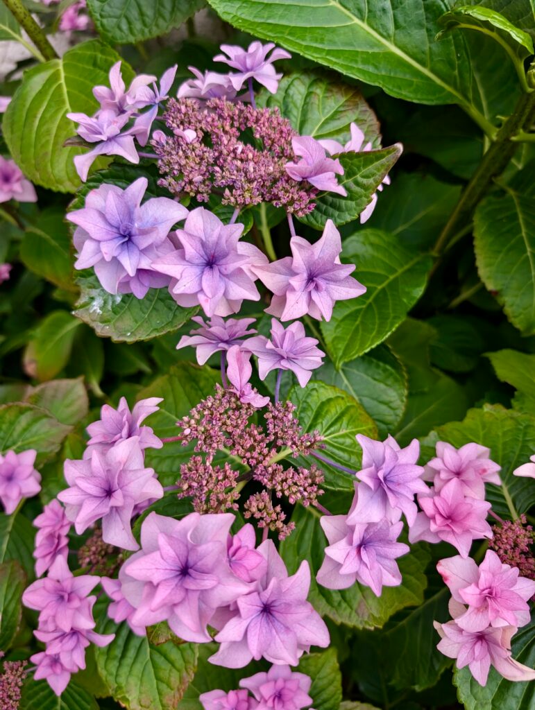 bretania-ogrody-hortensje