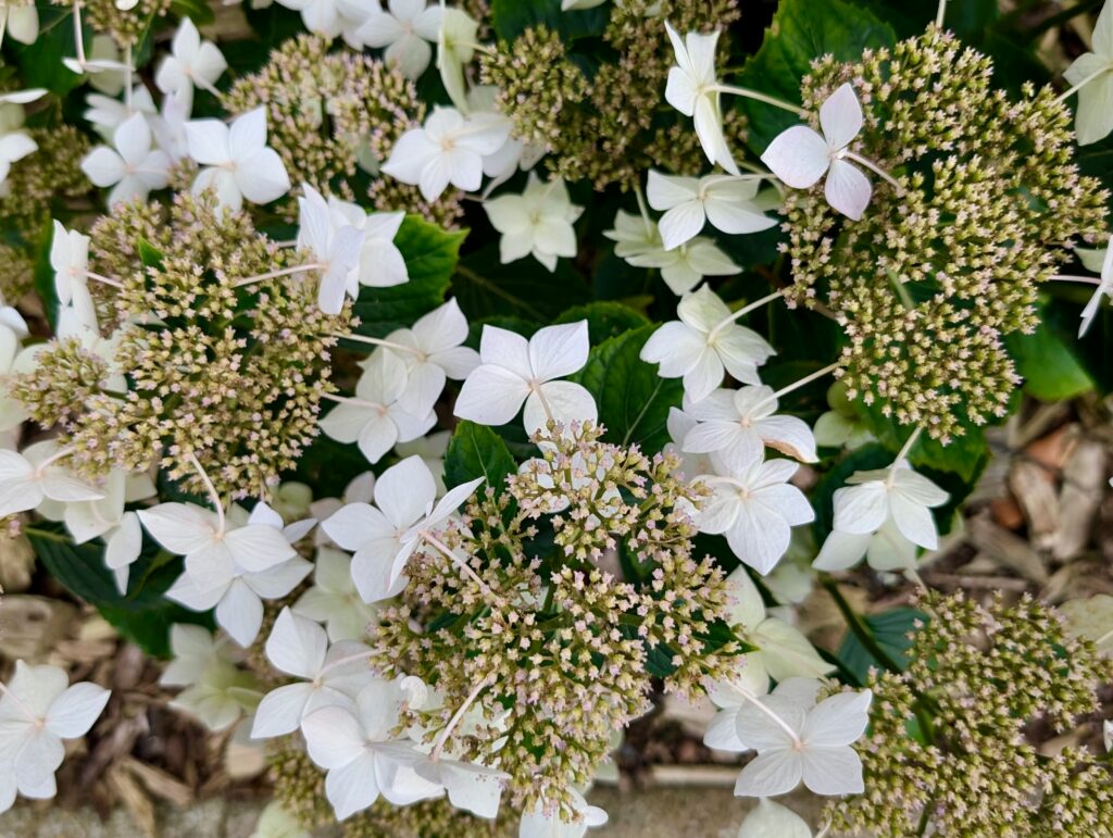 bretania-ogrody-hortensje