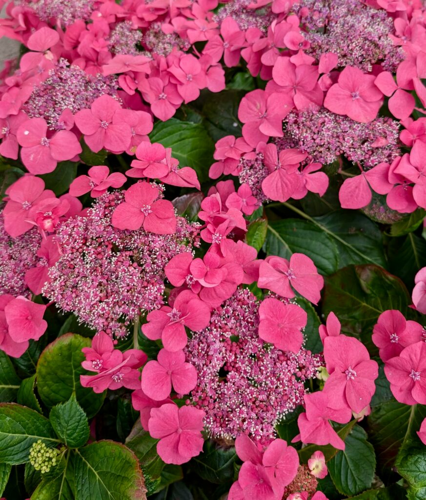 bretania-ogrody-hortensje