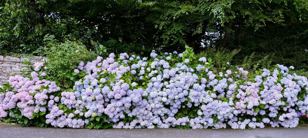 bretania-ogrody-hortensje