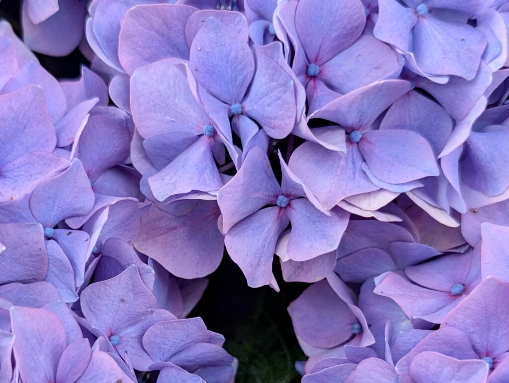 bretania-ogrody-hortensje