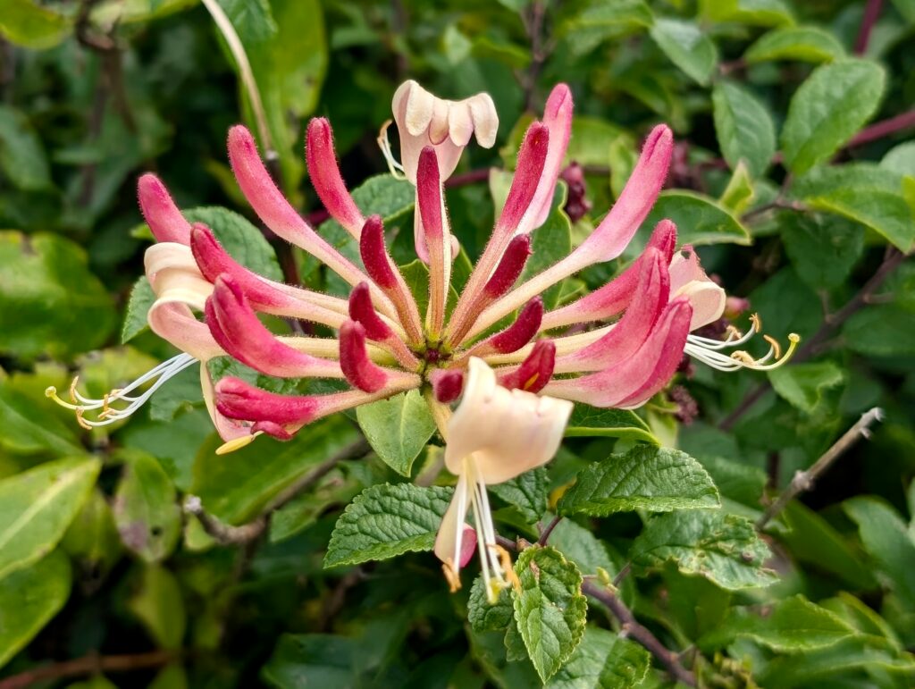 bretania-ogrody-hortensje