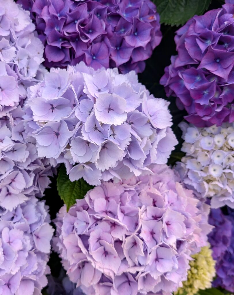 bretania-ogrody-hortensje