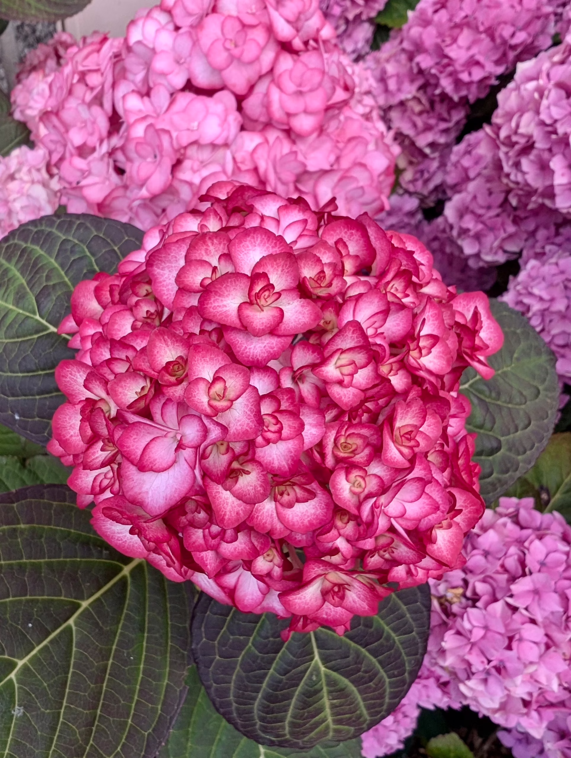 bretania-ogrody-hortensje