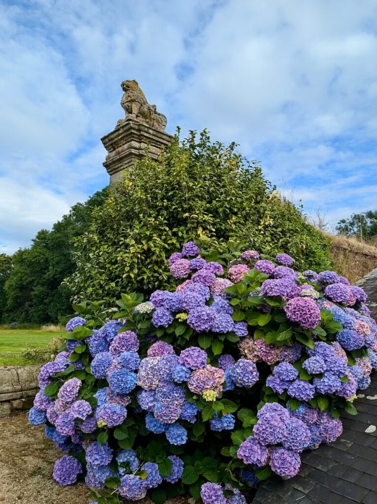 bretania-ogrody-hortensje