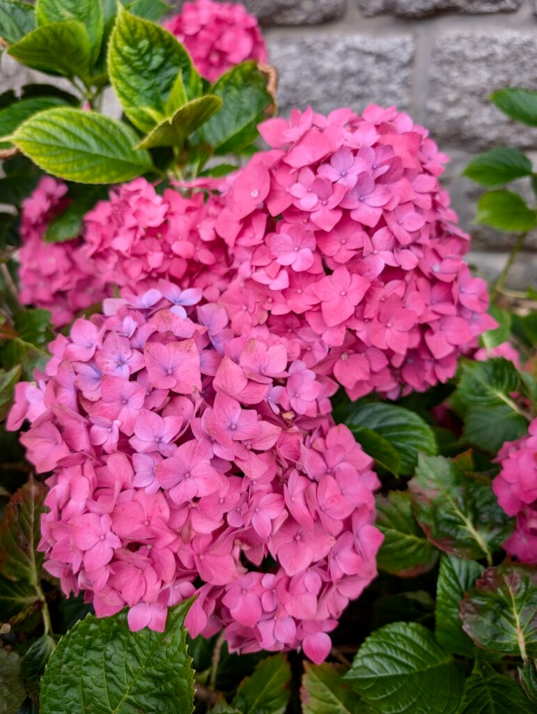 bretania-ogrody-hortensje