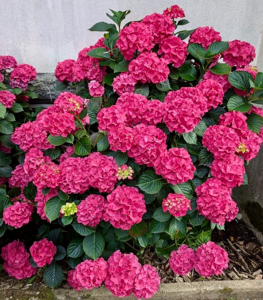 bretania-ogrody-hortensje