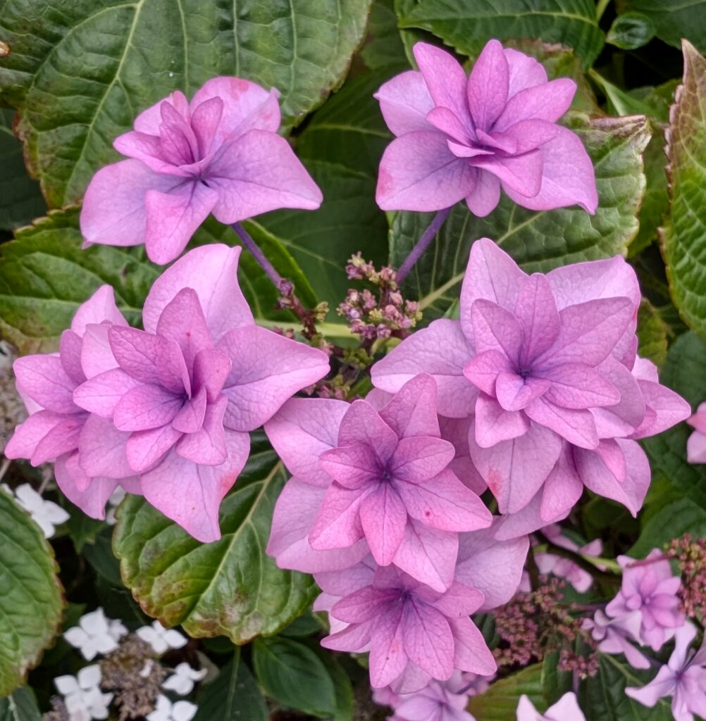 bretania-ogrody-hortensje