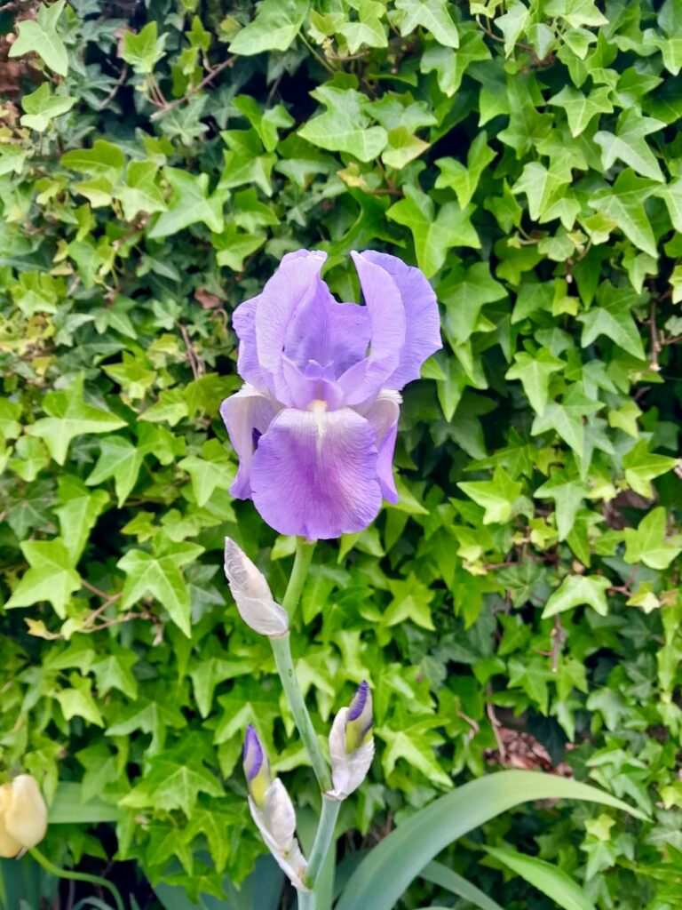 francja-ogrod-giverny