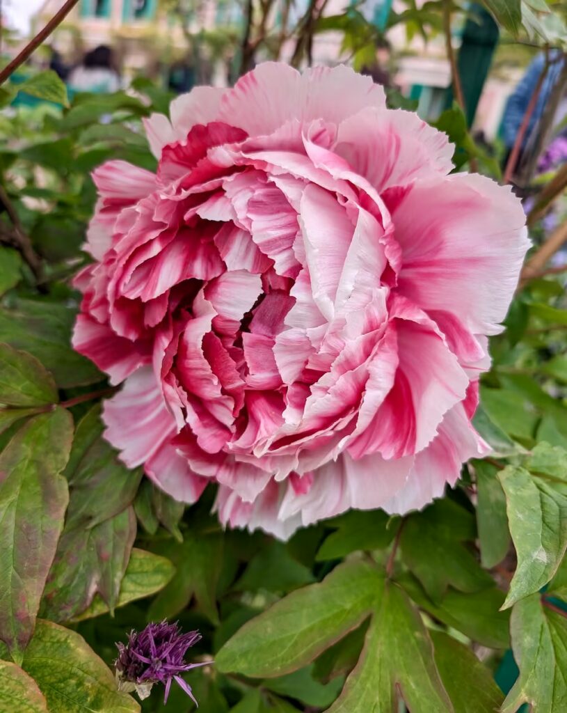 francja-ogrod-giverny