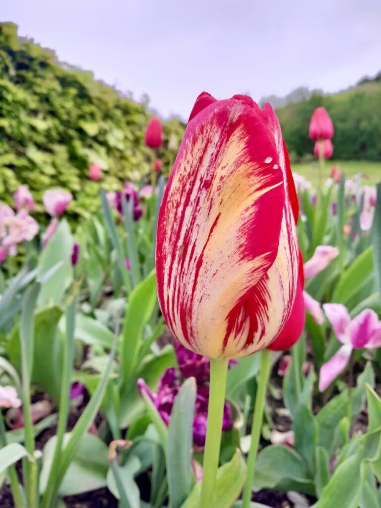 francja-ogrod-giverny