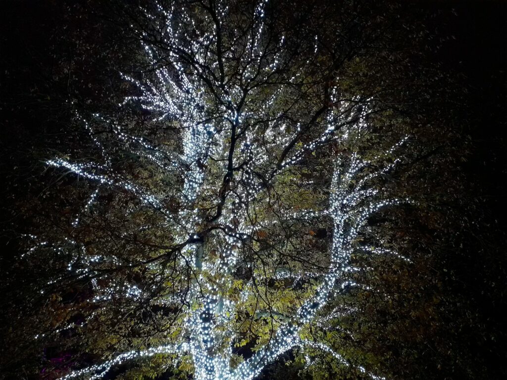 londyn-zima-kew-gardens