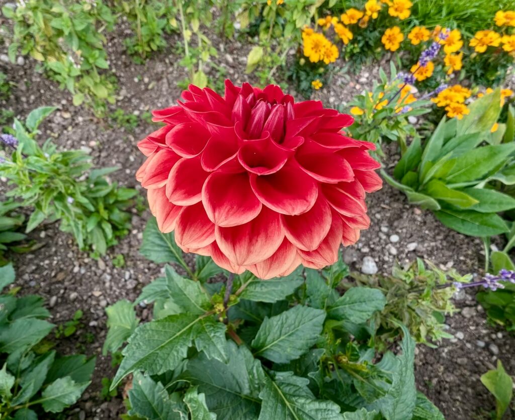 ogrody-niemieckie-kwiat