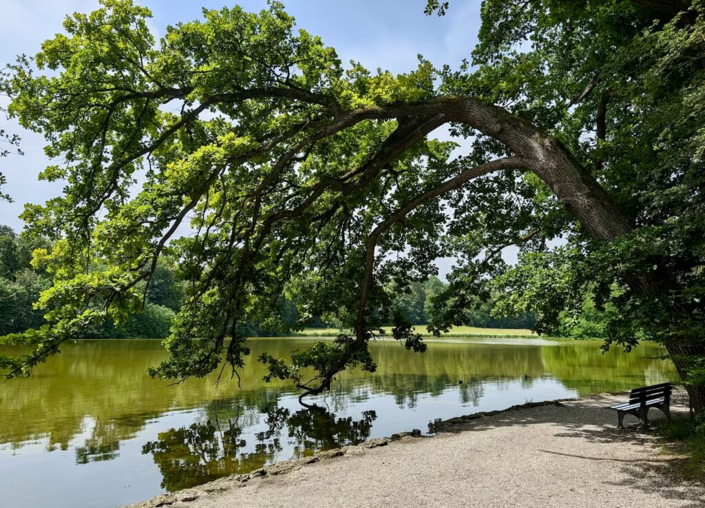 ogrody-niemieckie-drzewo