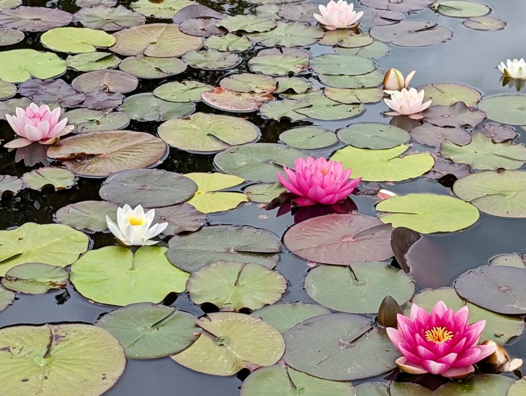 ogrody-niemieckie-nenufary