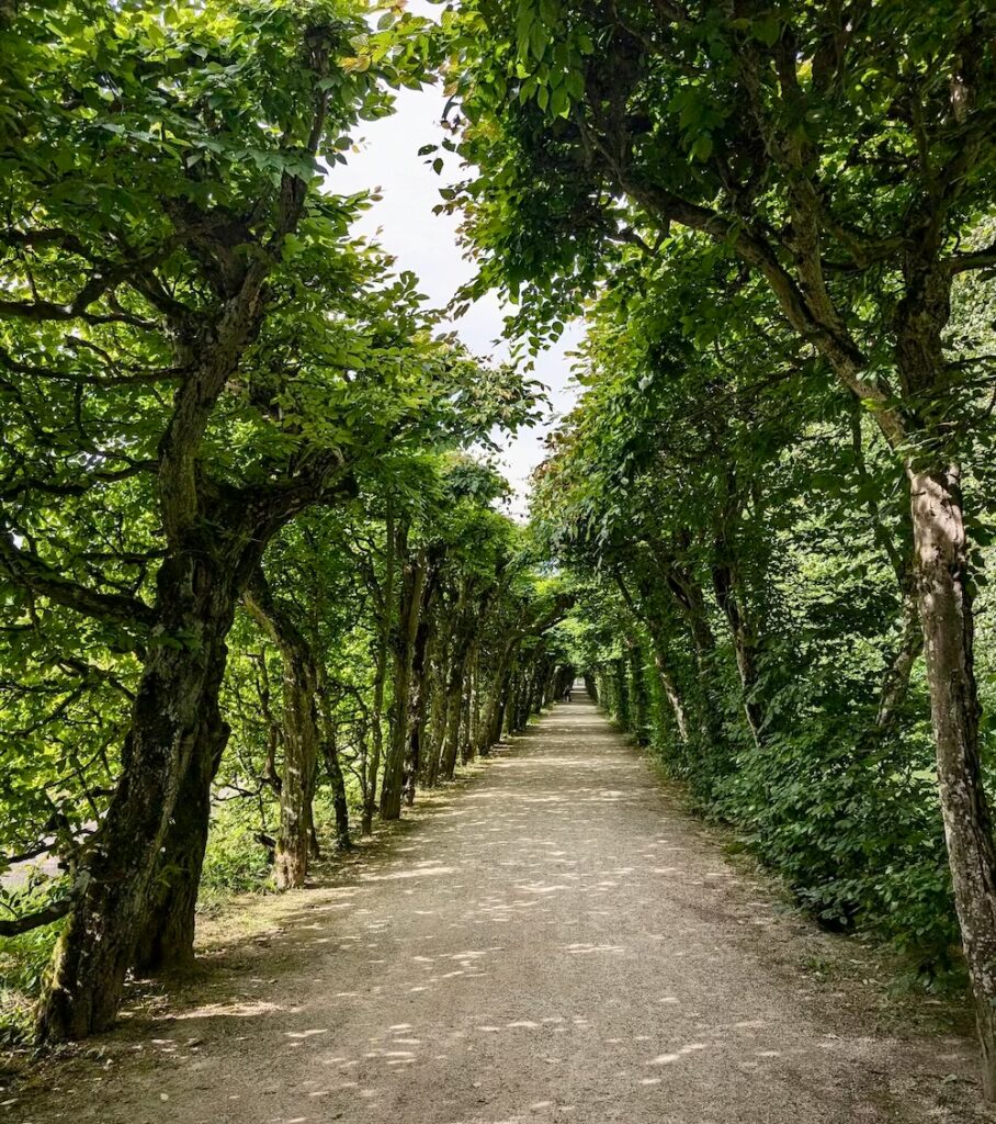ogrody-niemieckie-aleja-drzew