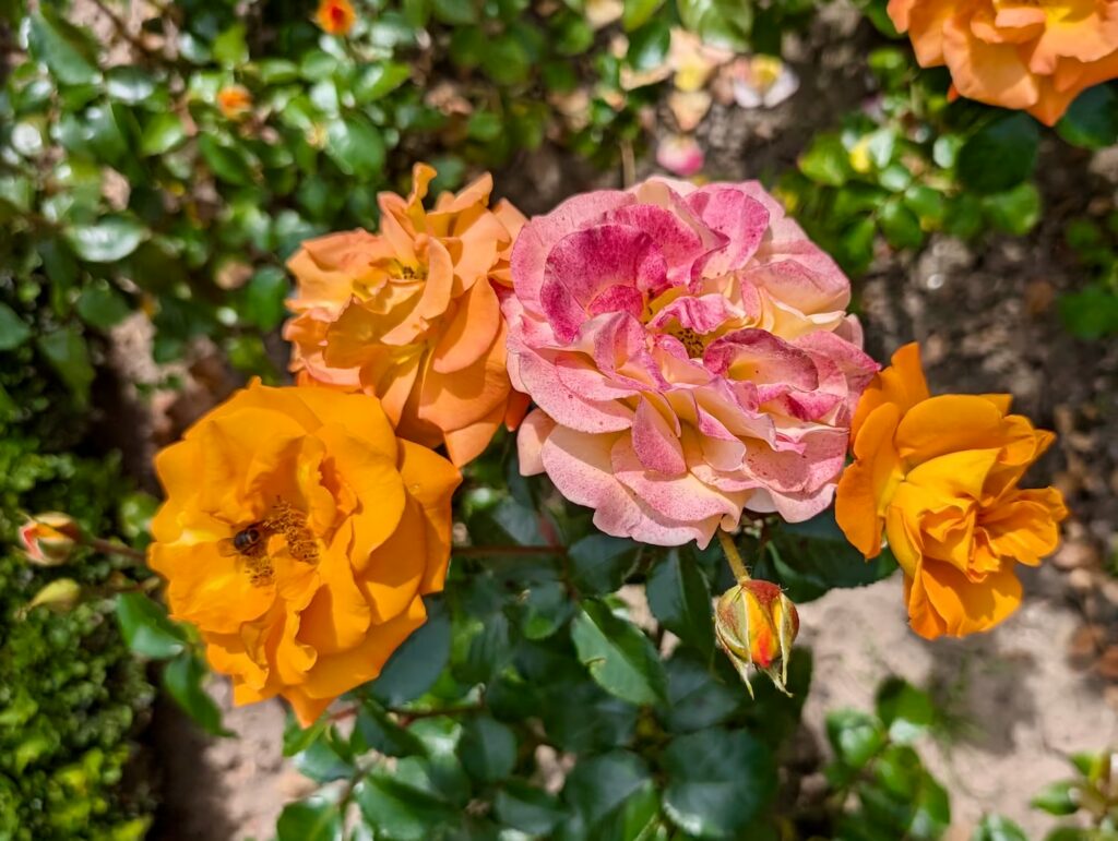 ogrody-niemieckie-kwiaty