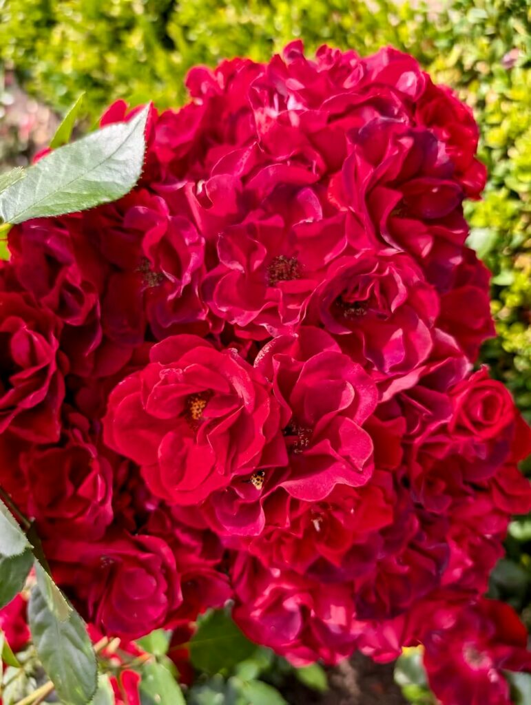 ogrody-niemieckie-kwiaty