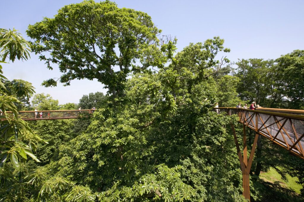 kew-gardens-treetop-walk