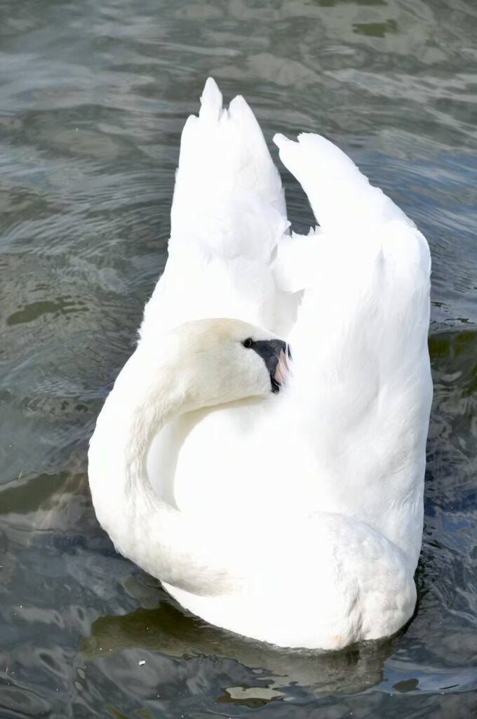 swan in London