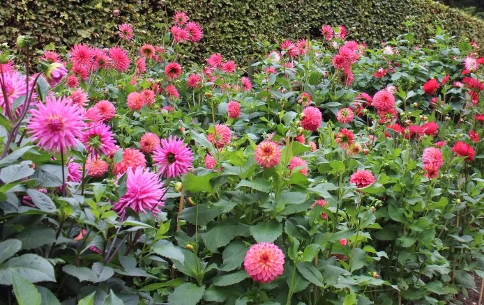 dalie w Anglesey-Abbey